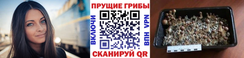 Галлюциногенные грибы мицелий  наркошоп  гидра сайт  Липецк 