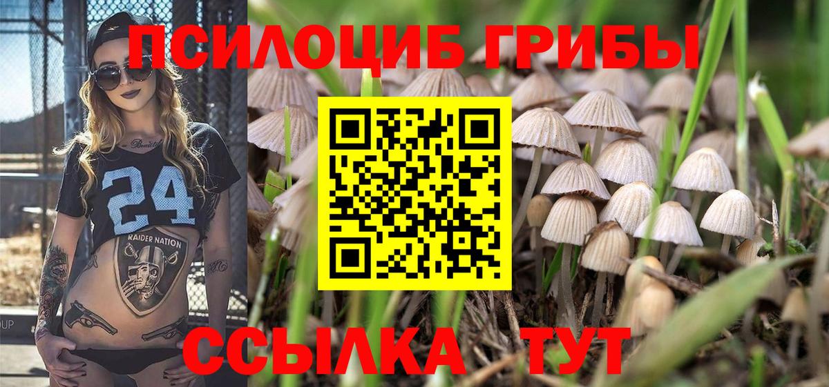 Псилоцибиновые грибы Psilocybine cubensis Липецк